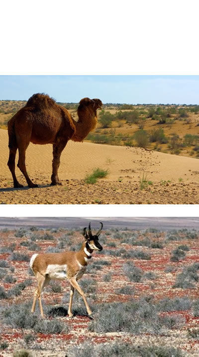 Los animales del desierto, como la gacela y el camello, suelen tener el pelaje claro que refleja el calor mejor que el color oscuro.